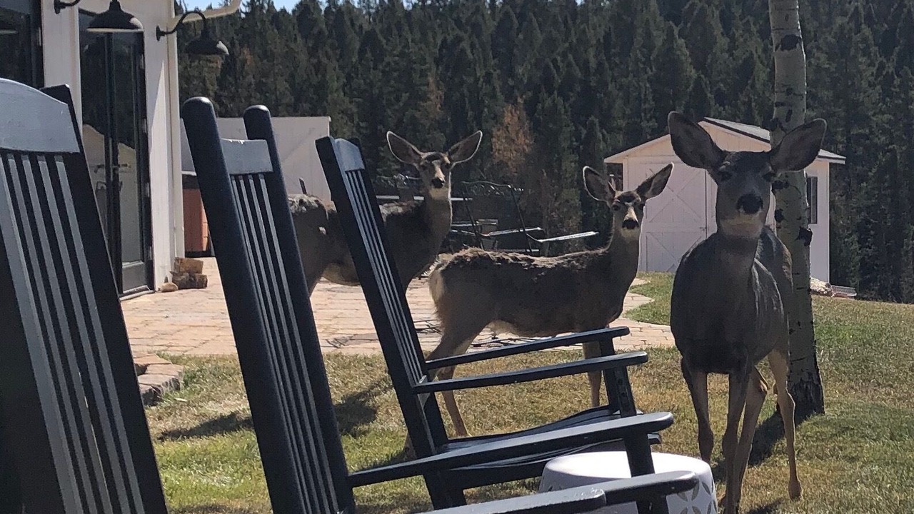Photo of Outdoor in Divide