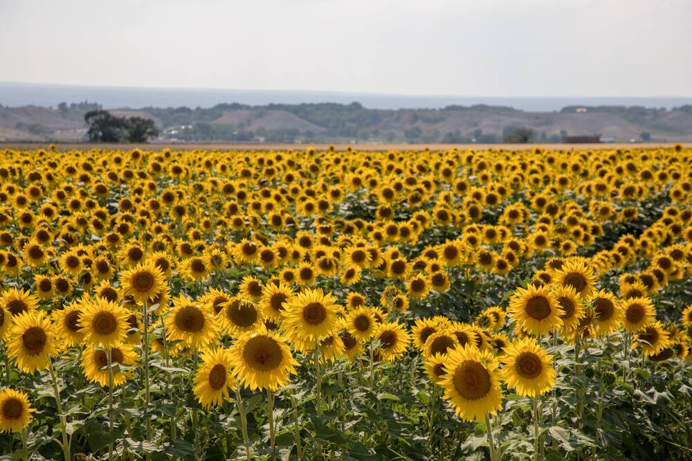 Photo of Others in Solar Ranch
