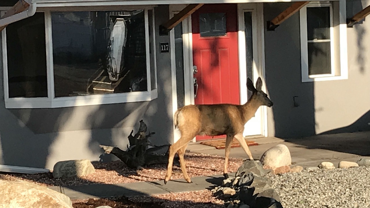 Photo of Outdoor in Salida