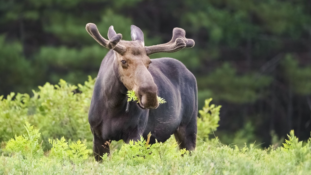 Photo of Others in Pole Creek Meadows