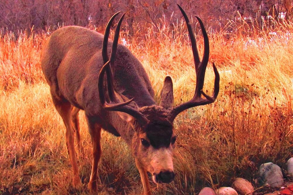 Photo of Others in Missouri Heights