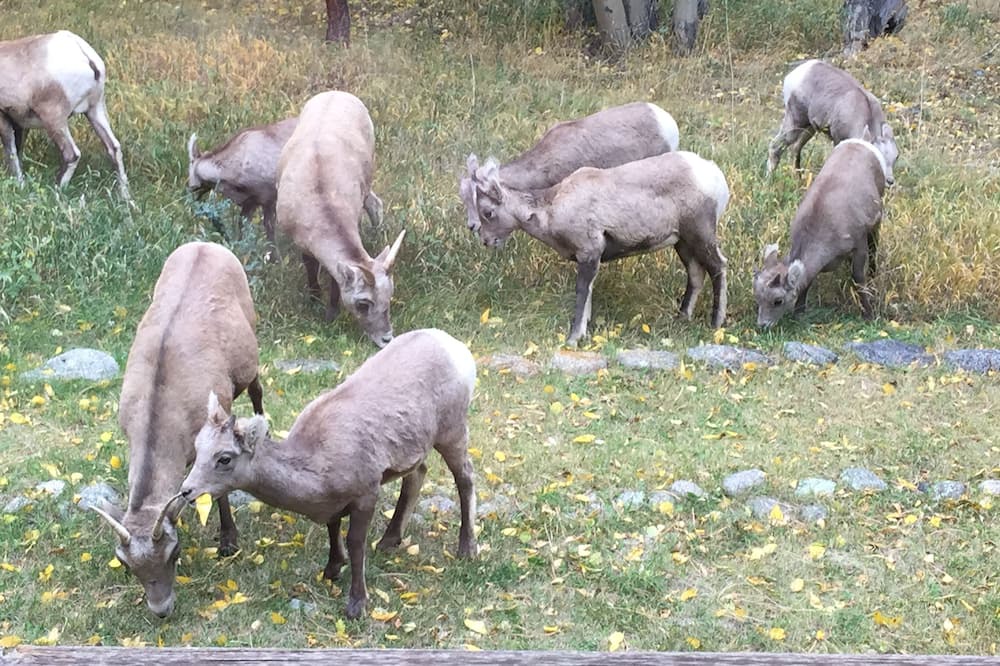 Photo of Others in Nathrop
