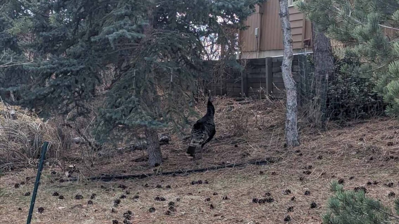 Photo of Others in Fort Collins