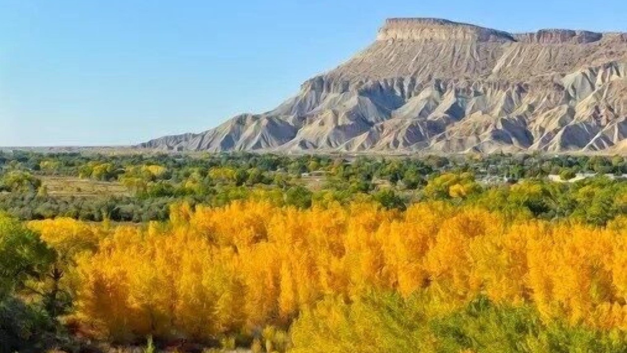 Photo of Others in Palisade