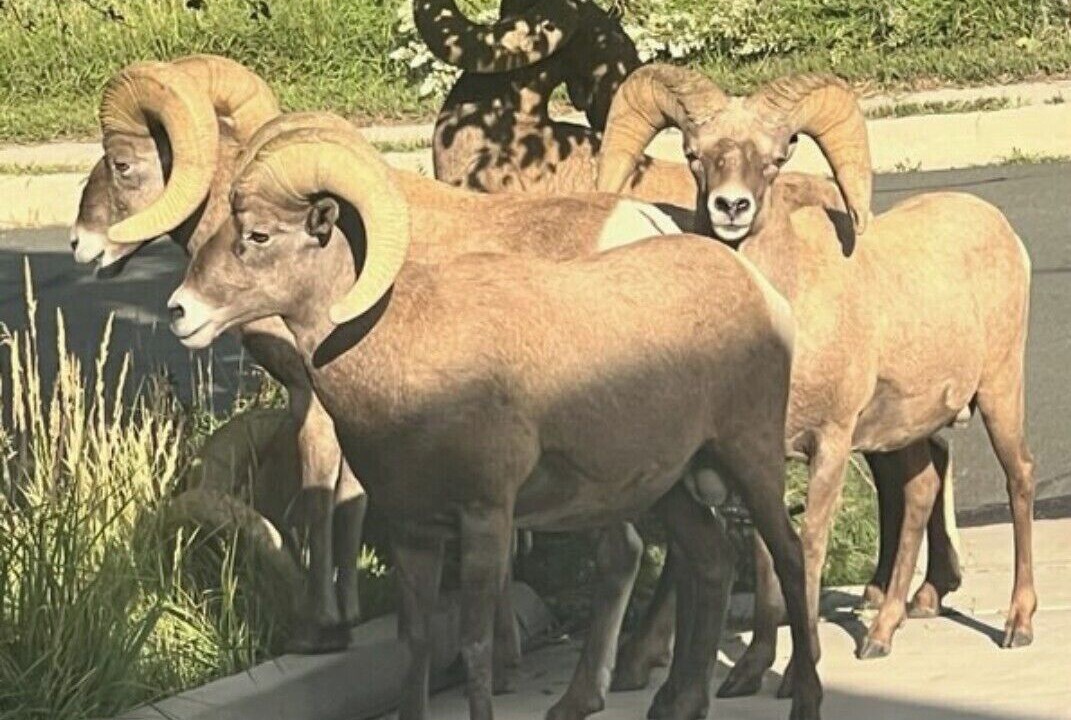 Photo of Others in Mountain Shadows