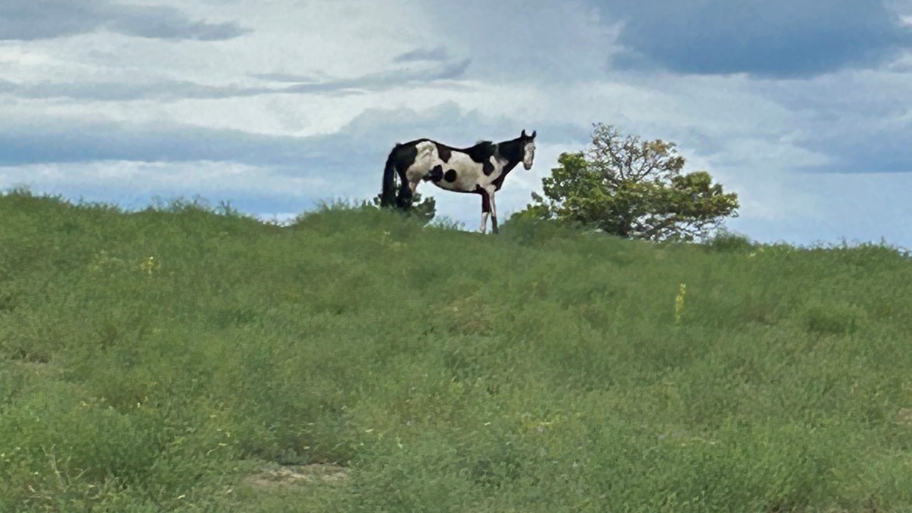 Photo of Others in Larkspur