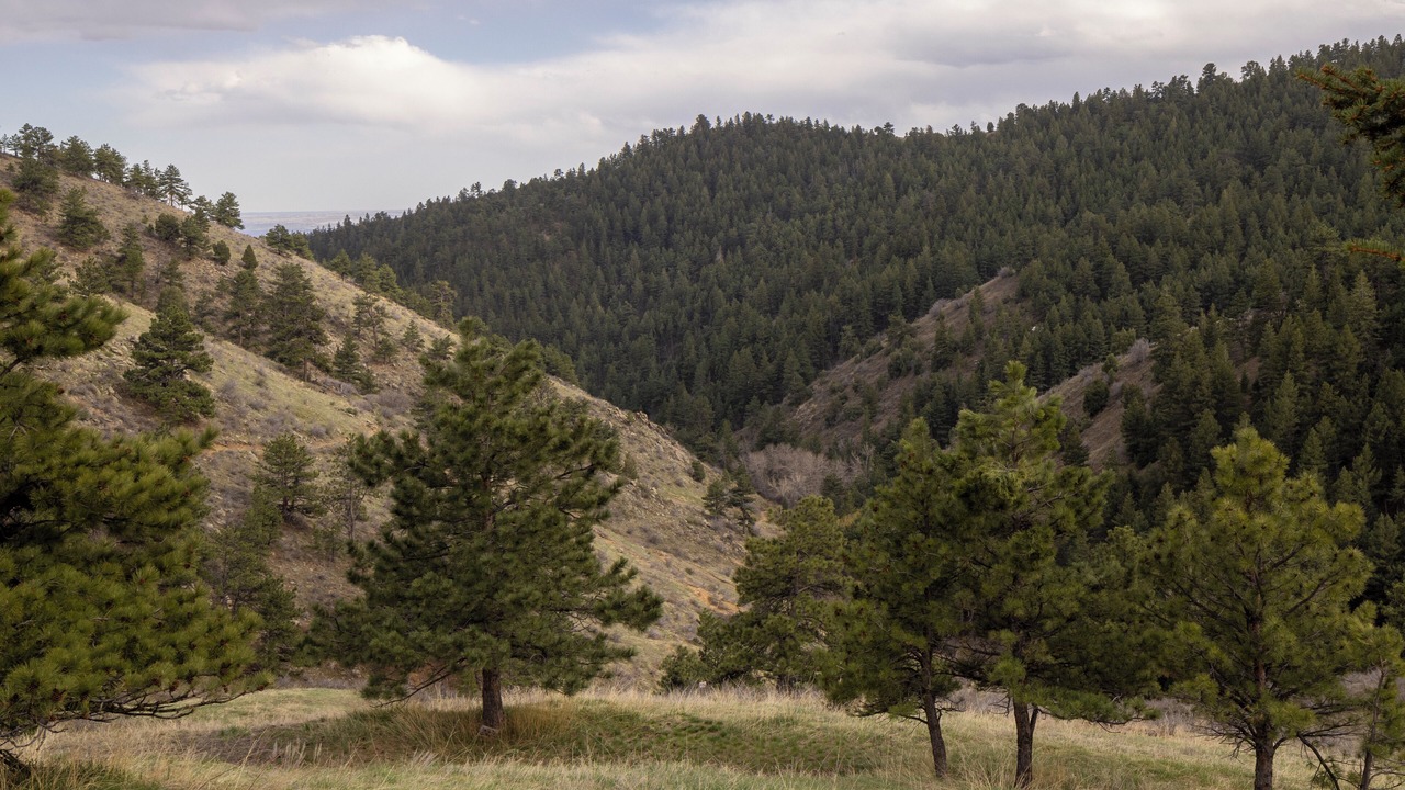 Photo of Outdoor in Golden