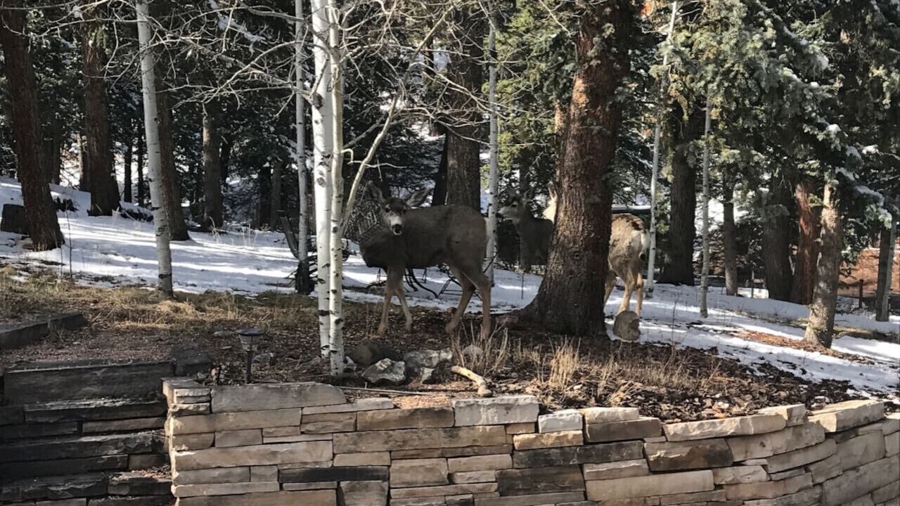 Photo of Outdoor in Woodland Park