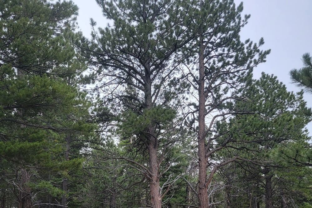 Photo of Outdoor in Black Hawk