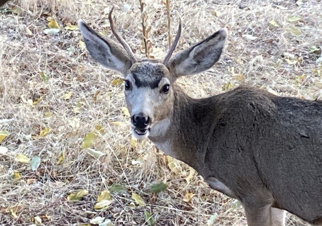 Photo of Others in Fort Collins
