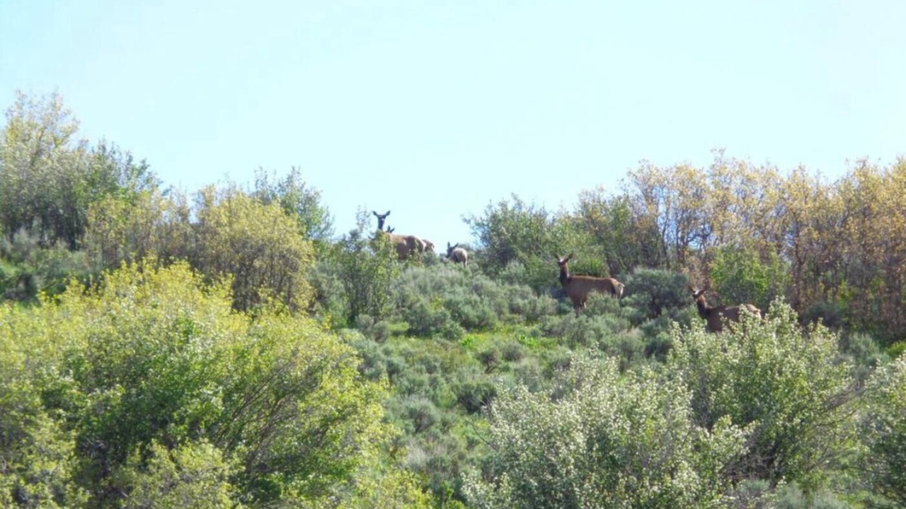 Photo of Outdoor in Collbran