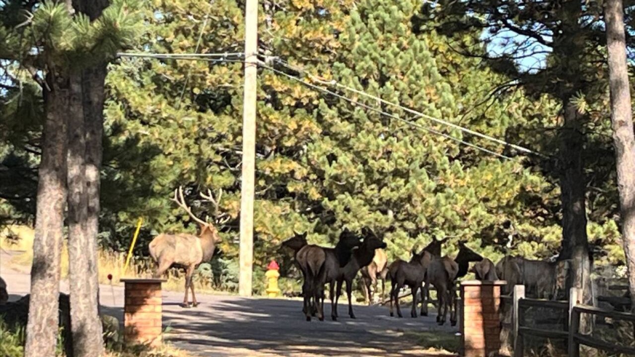 Photo of Outdoor in Golden