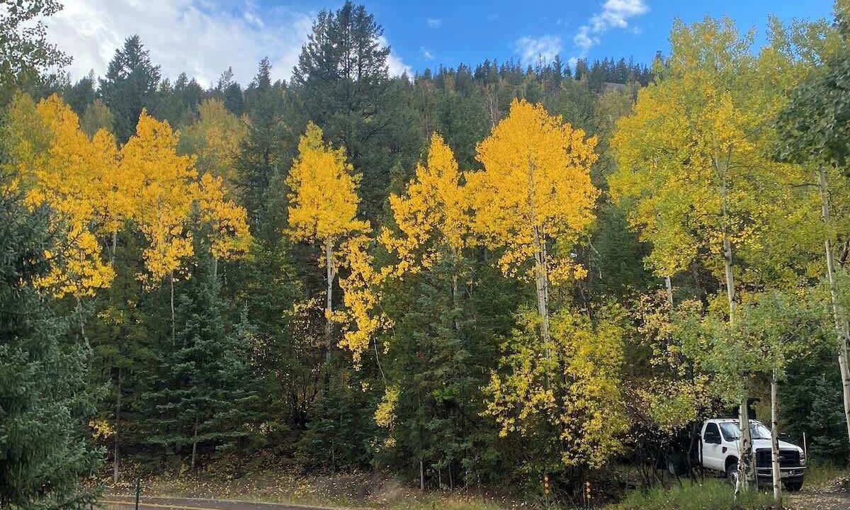 Photo of Others in Evergreen