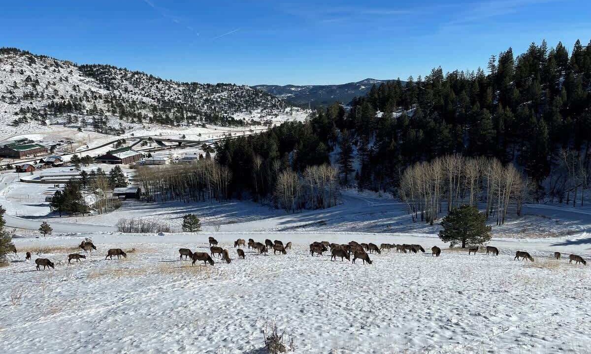 Photo of Others in Evergreen