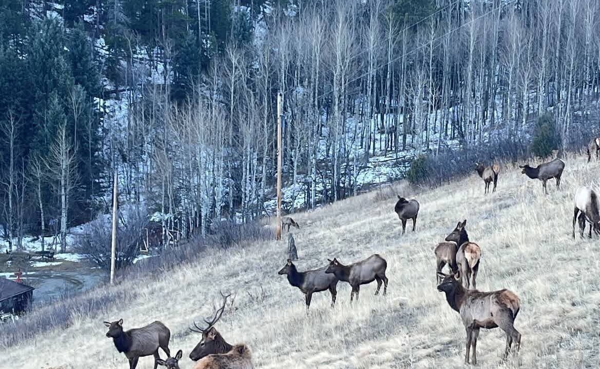 Photo of Others in Evergreen