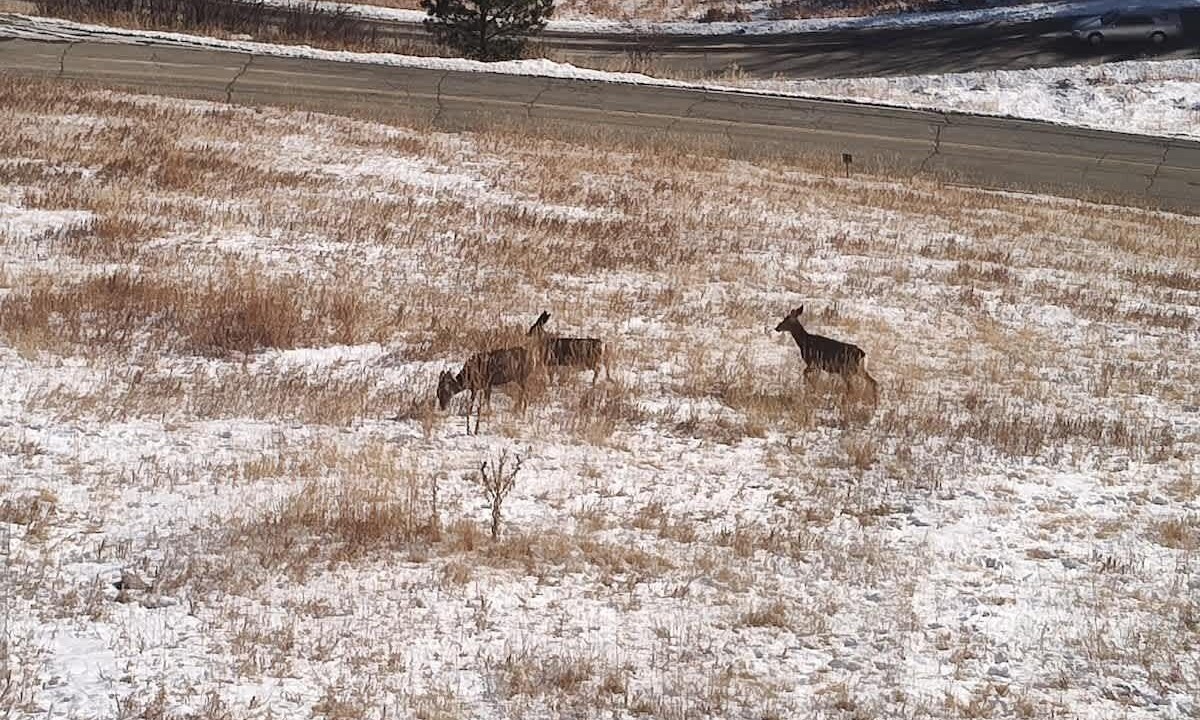 Photo of Others in Evergreen