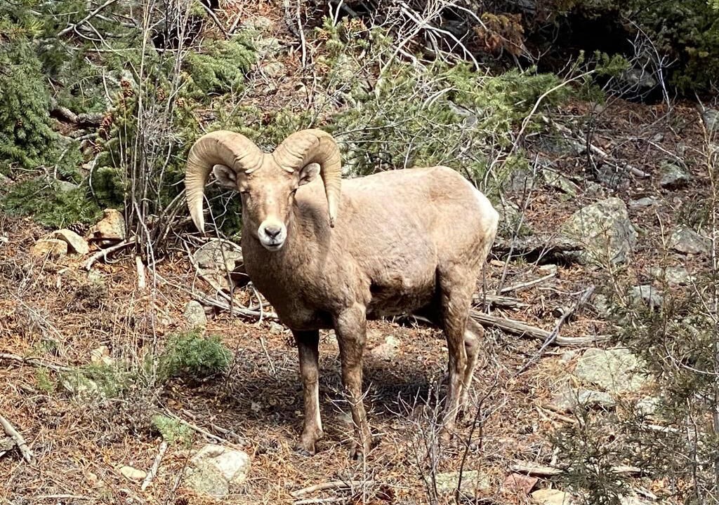 Photo of Others in Downieville-Lawson-Dumont