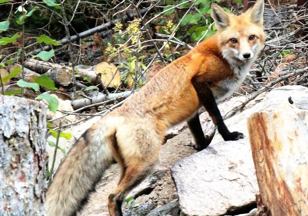 Photo of Others in Downieville-Lawson-Dumont