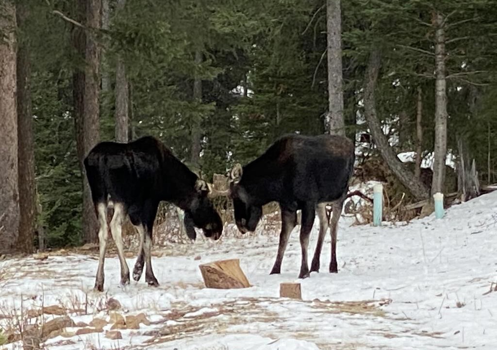Photo of Others in Downieville-Lawson-Dumont