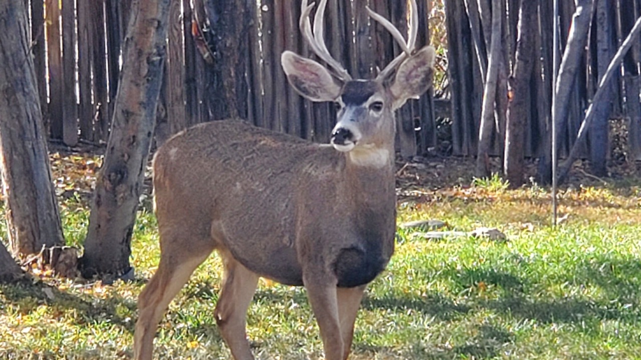 Photo of Others in Rye