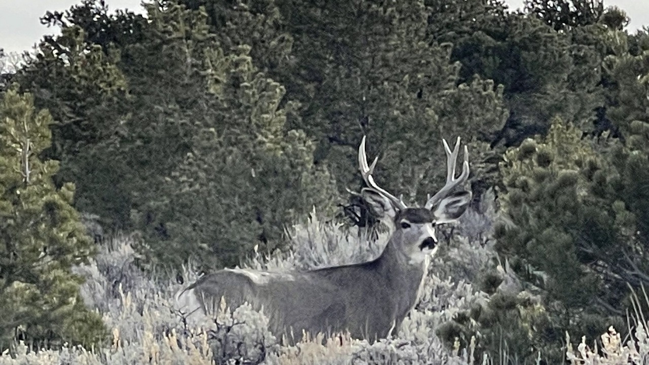 Photo of Outdoor in Fort Garland