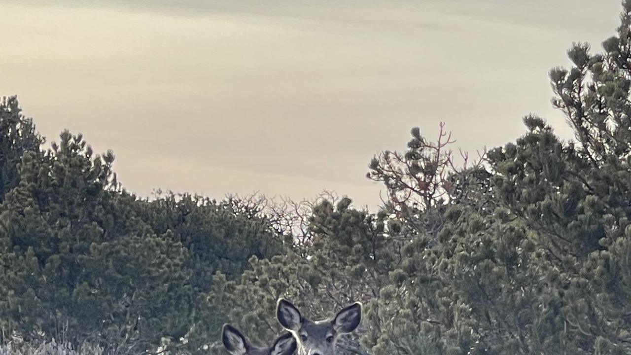 Photo of Others in Fort Garland