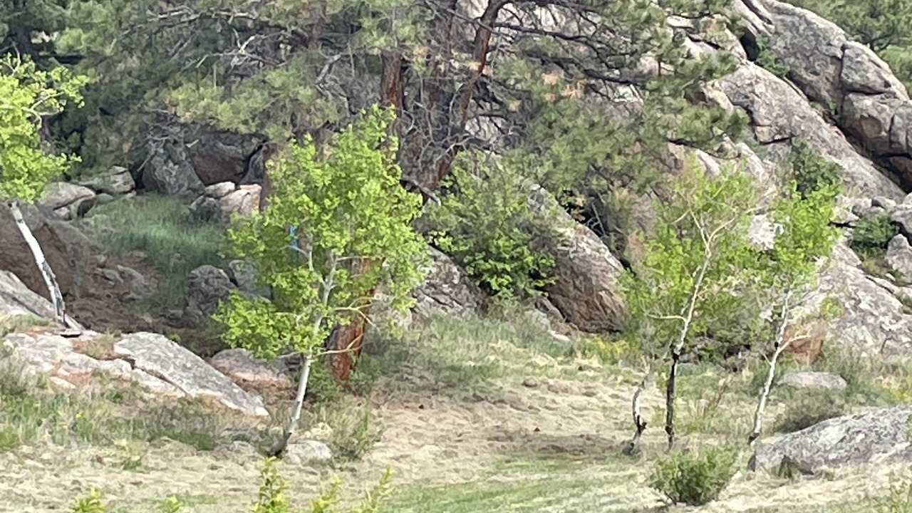 Photo of Others in Glacier View Meadows