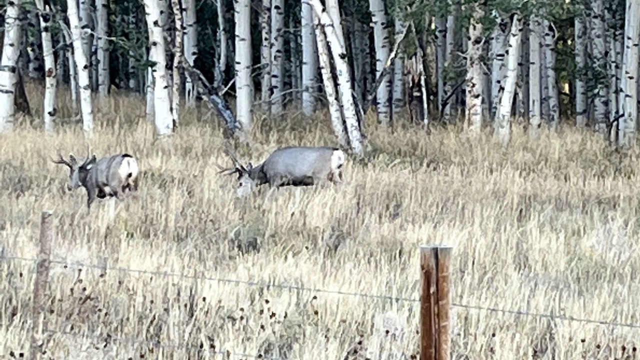 Photo of Outdoor in Walden