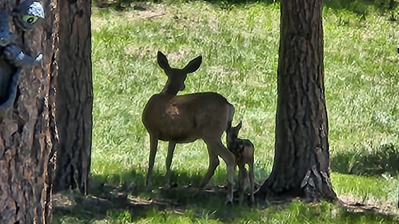 Photo of Others in Woodland Park