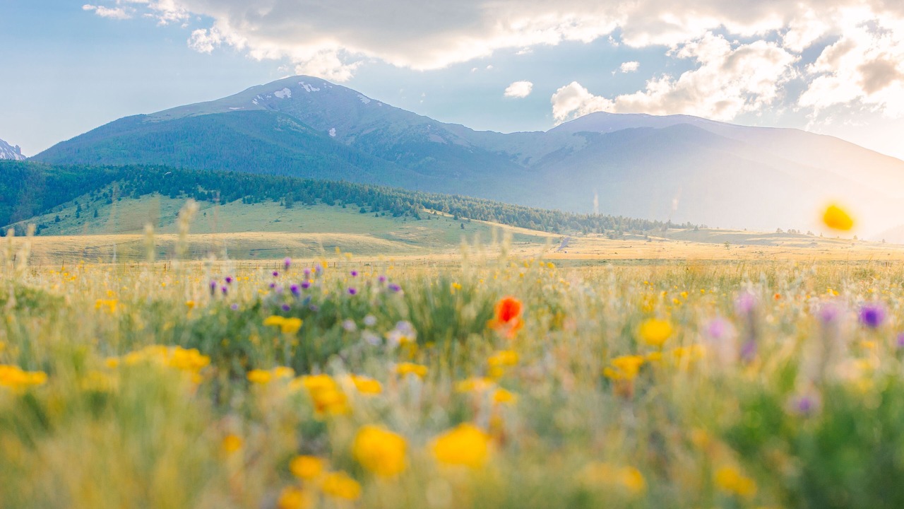 Photo of Others in Westcliffe