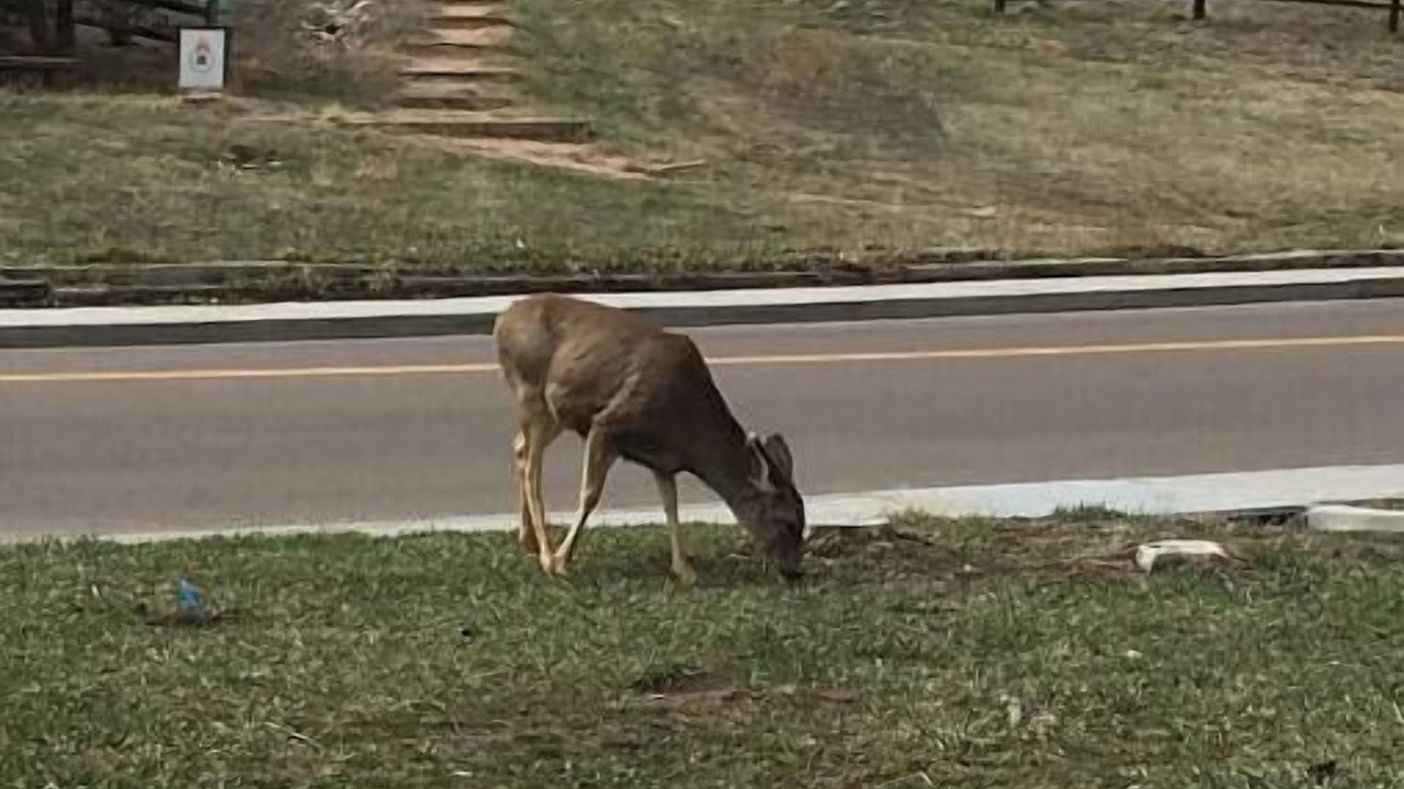 Photo of Others in Rockrimmon