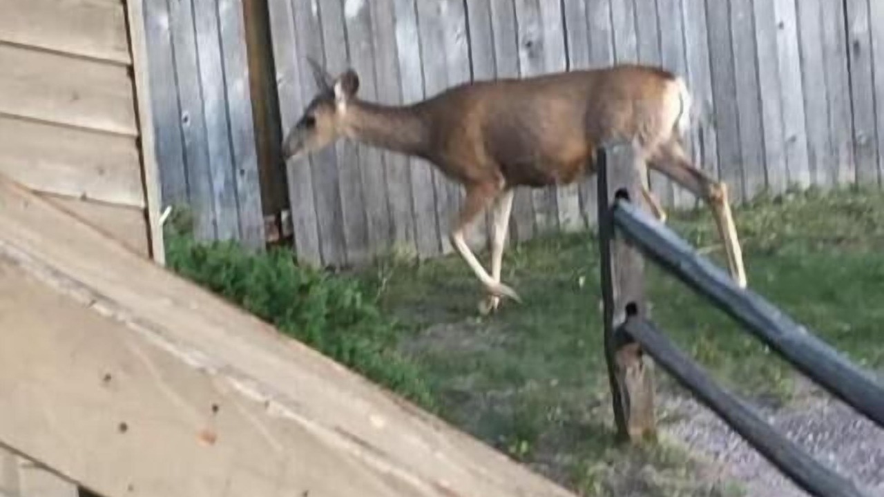 Photo of Others in Rockrimmon