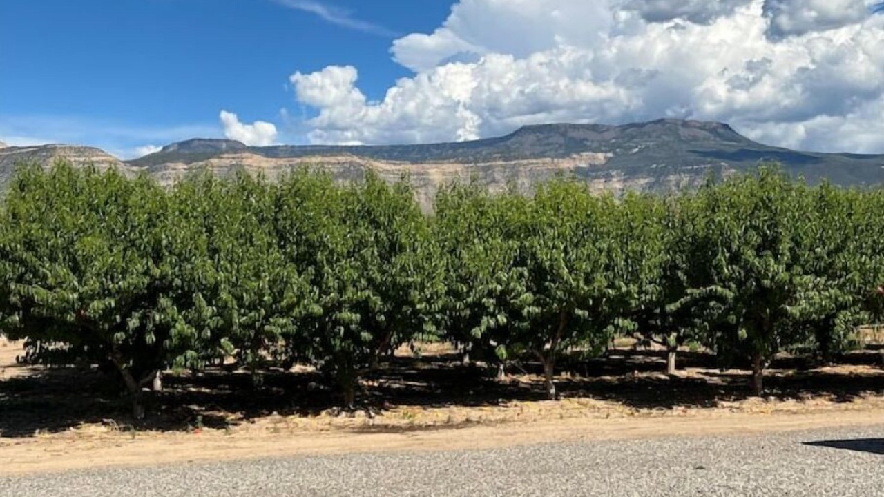Photo of Outdoor in Palisade