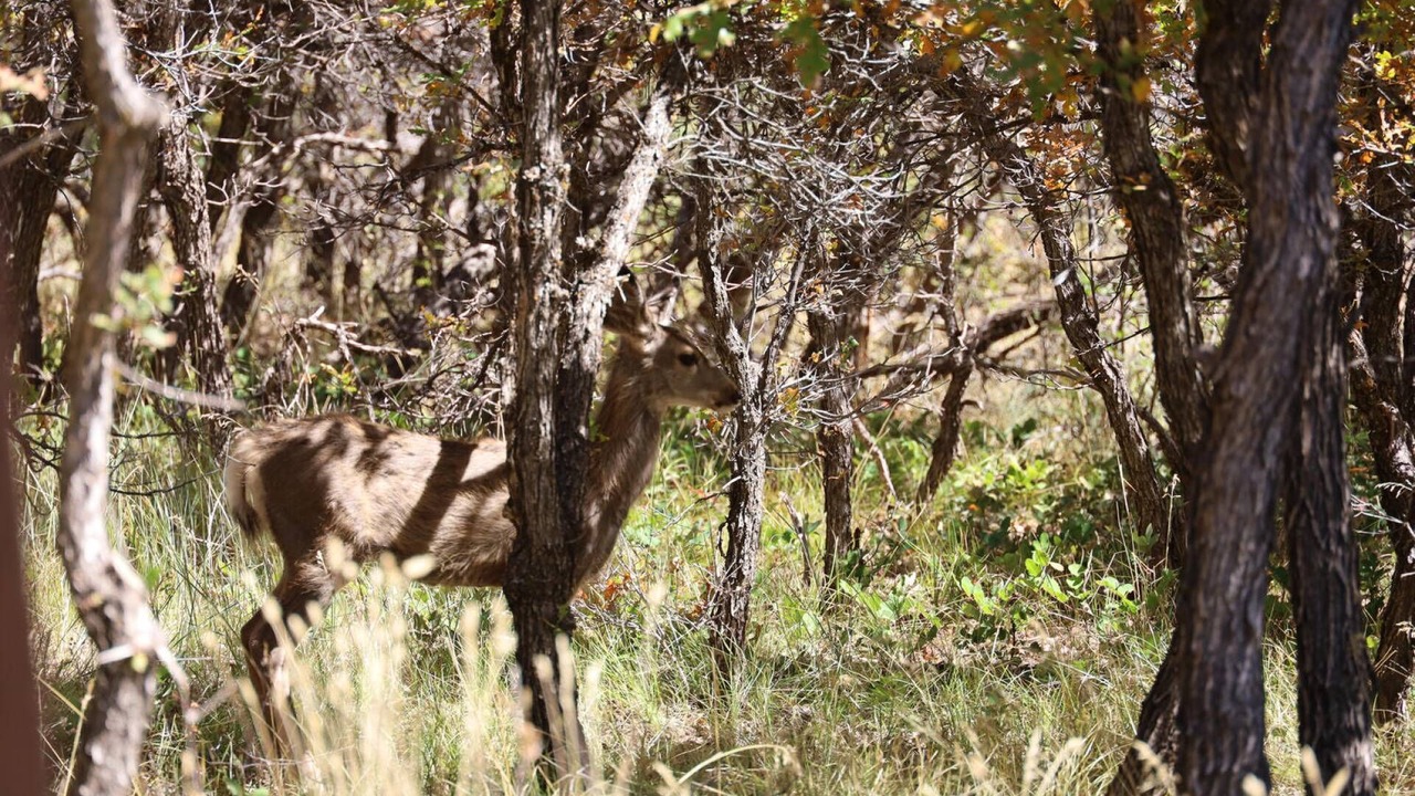 Photo of Others in Pagosa Springs