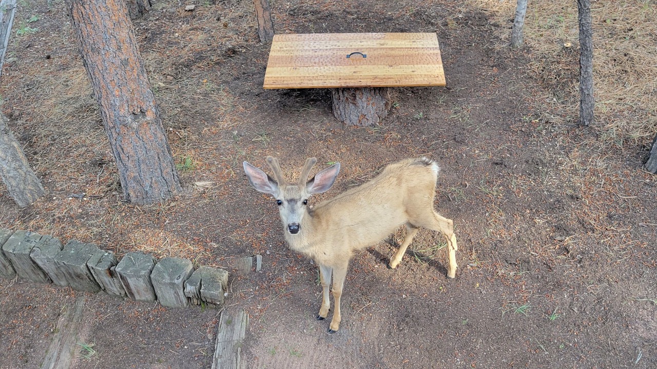 Photo of Others in Woodland Park