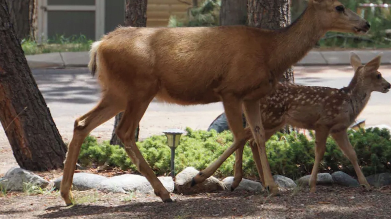 Photo of Others in Woodland Park