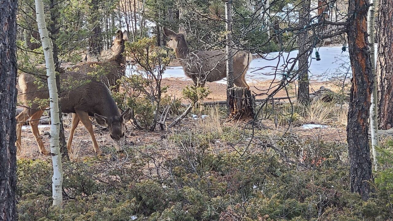Photo of Others in Divide