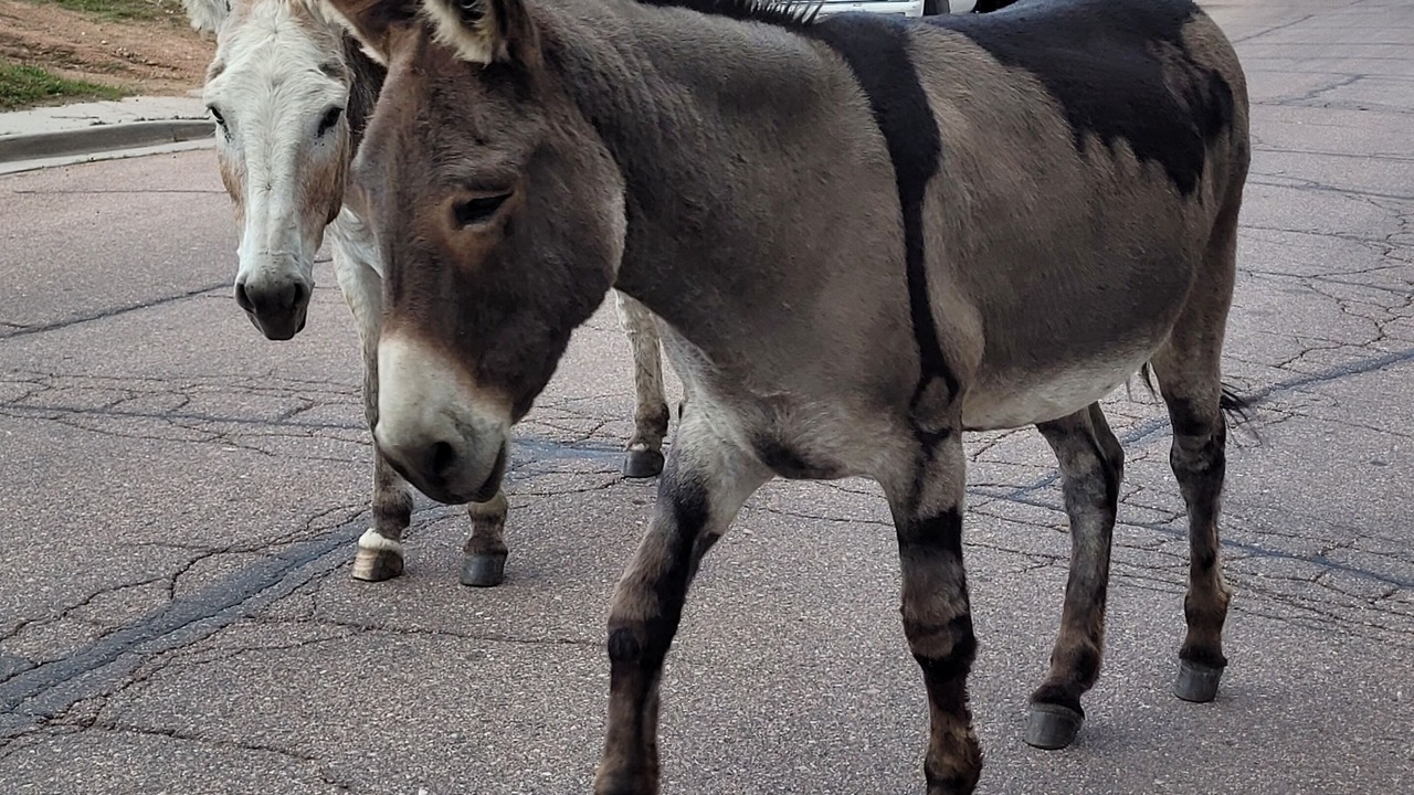 Photo of Others in Cripple Creek