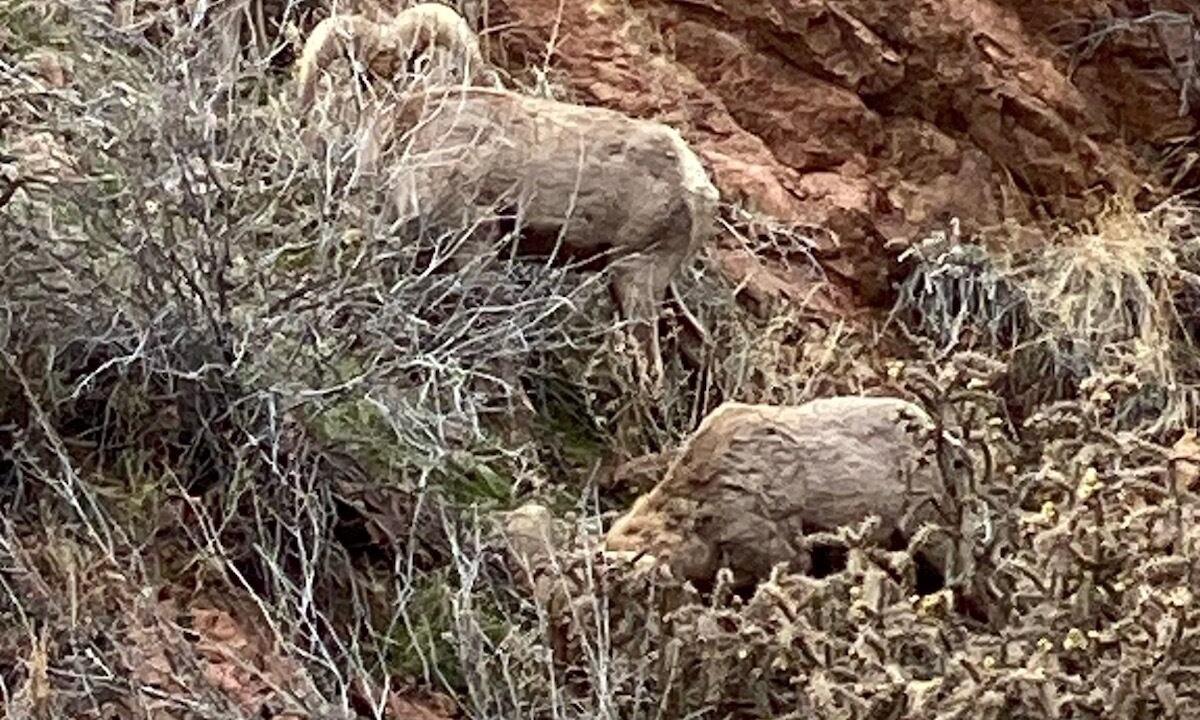 Photo of Others in Cripple Creek