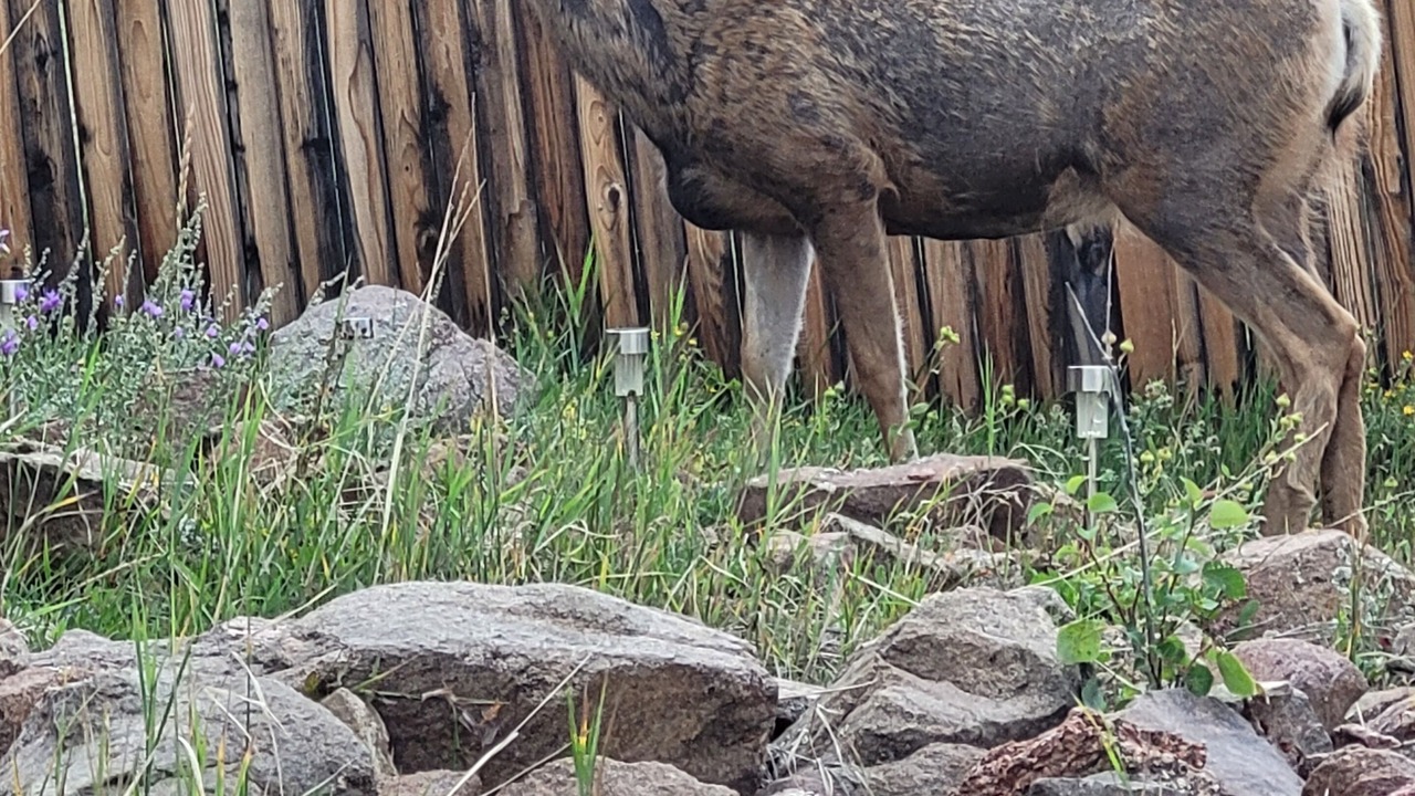 Photo of Others in Cripple Creek