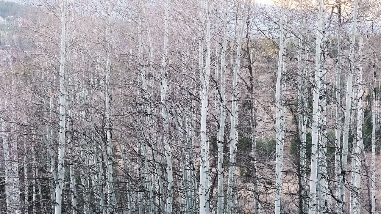 Photo of Others in Fraser