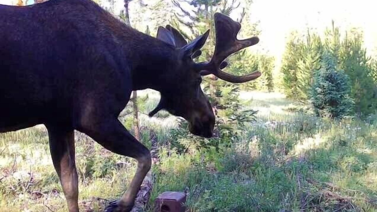 Photo of Others in Fraser