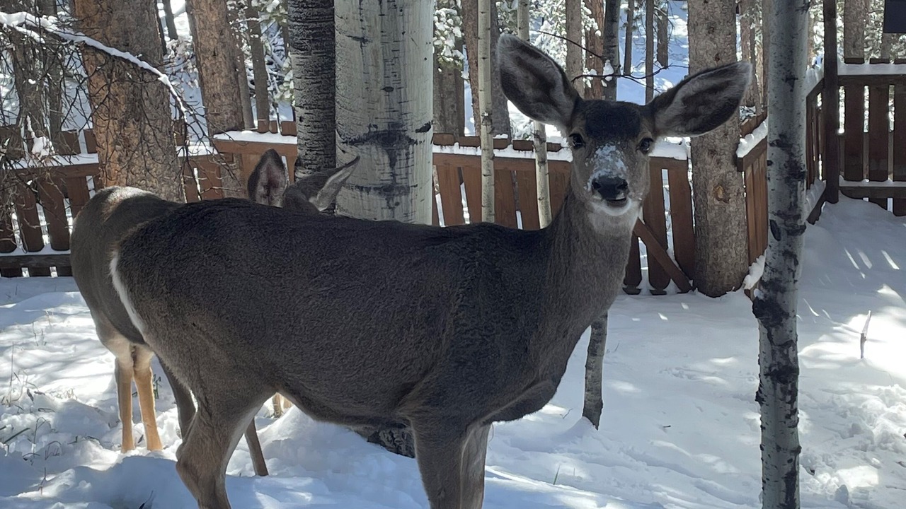 Photo of Others in Shadow Mountain