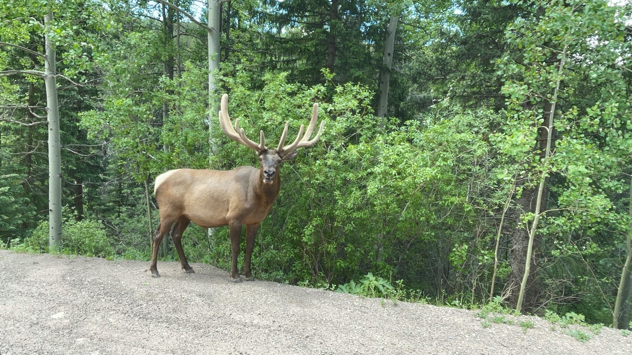 Photo of Others in Shadow Mountain
