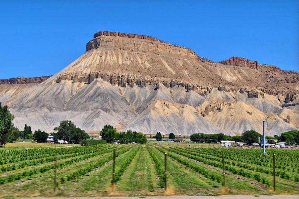 Photo of Others in Palisade