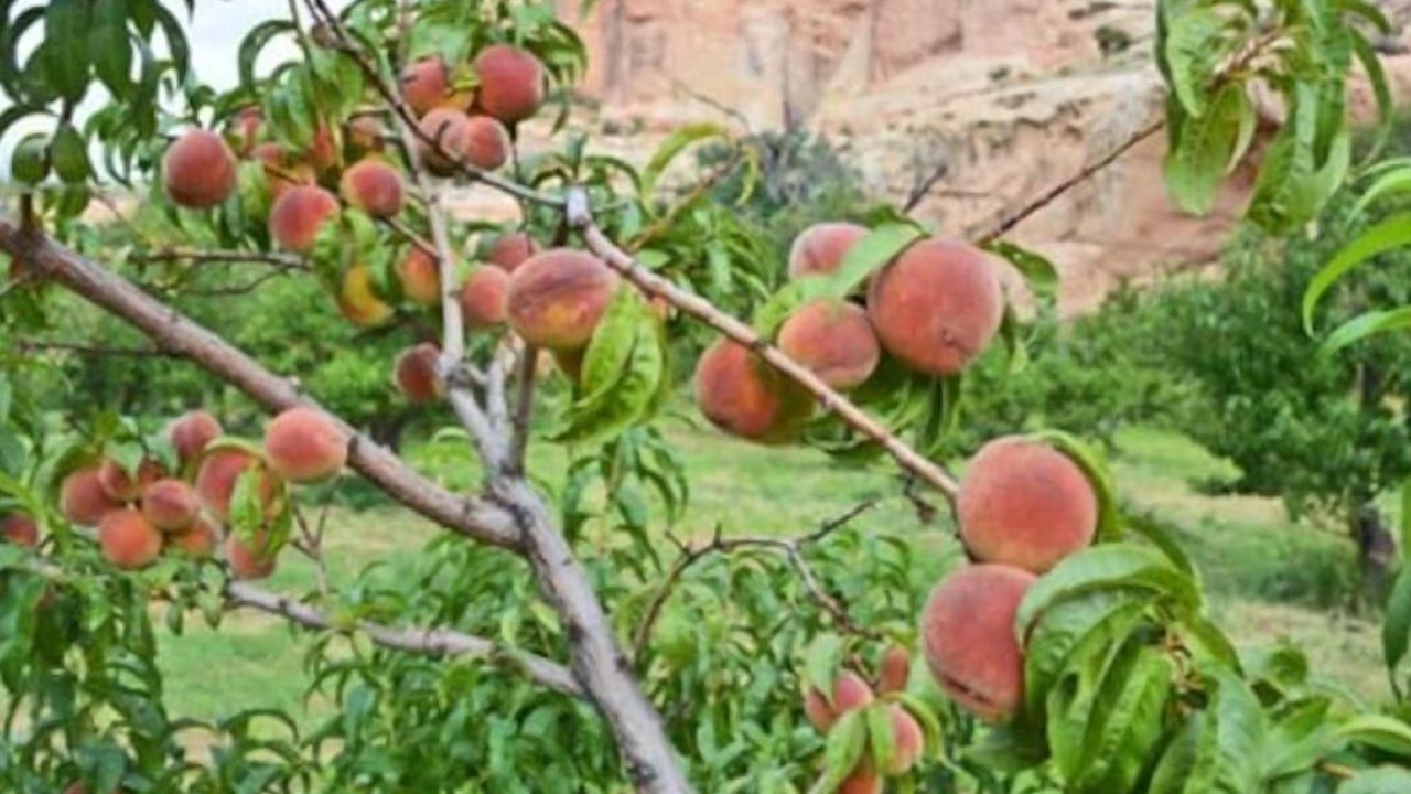 Photo of Others in Palisade