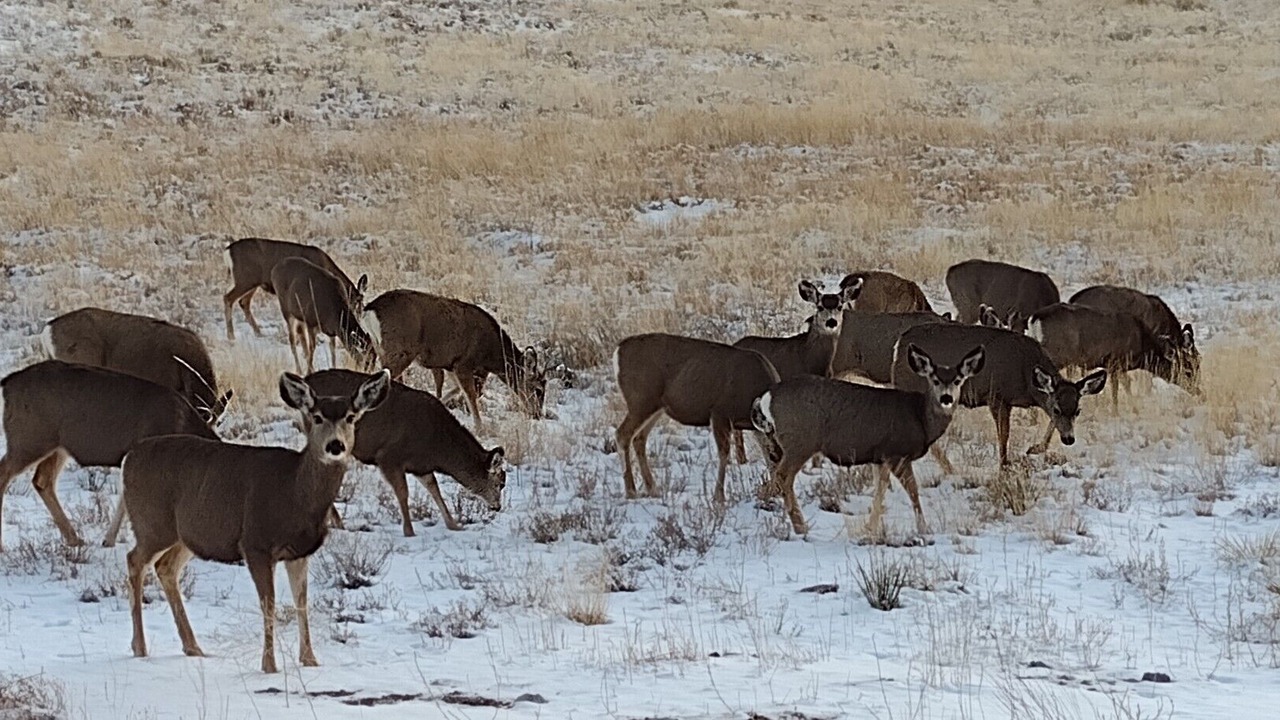 Photo of Outdoor in Westcliffe