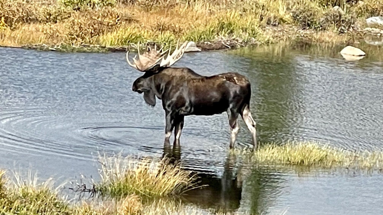 Photo of Others in Hartsel