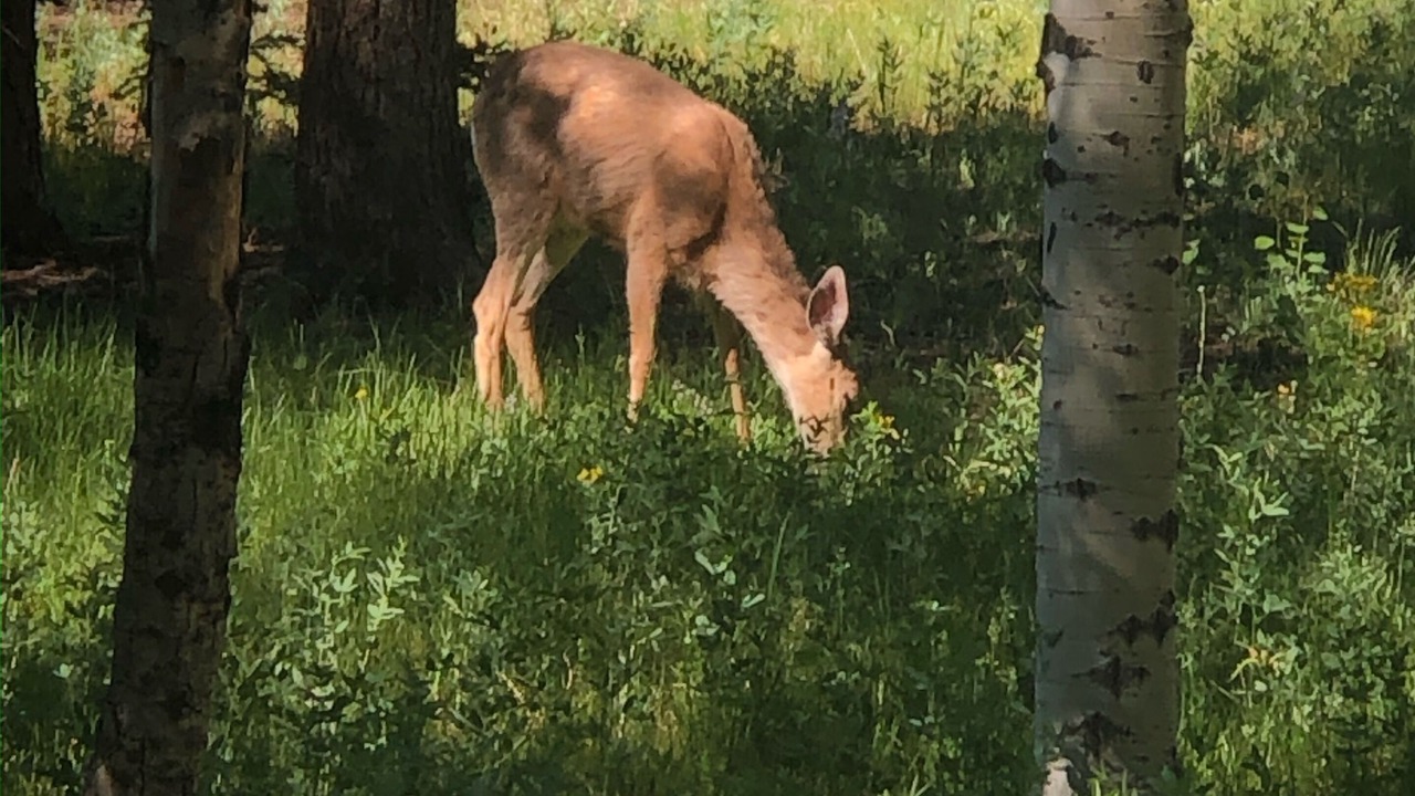 Photo of Outdoor in Divide