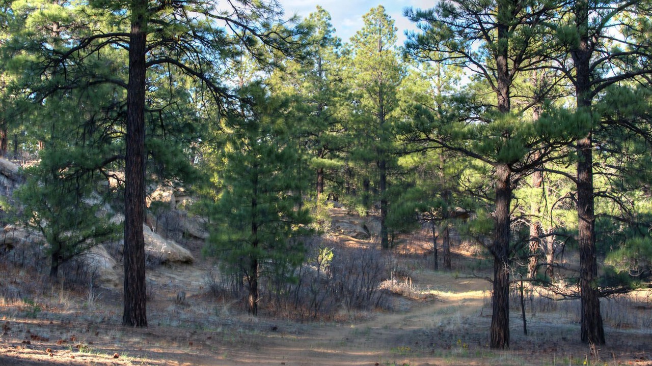 Photo of Outdoor in Weston